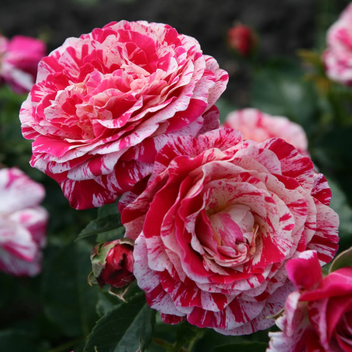 Rosa 'Abracadabra’® – Trandafir floribunda, parfum si culoare
