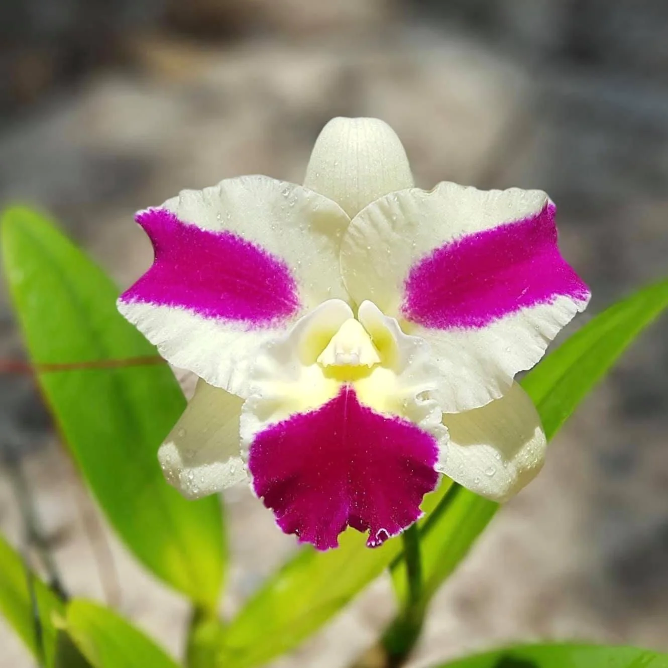 Rlc. Fong Yuan Beauty 'Red Eyebrows’ – parfumat