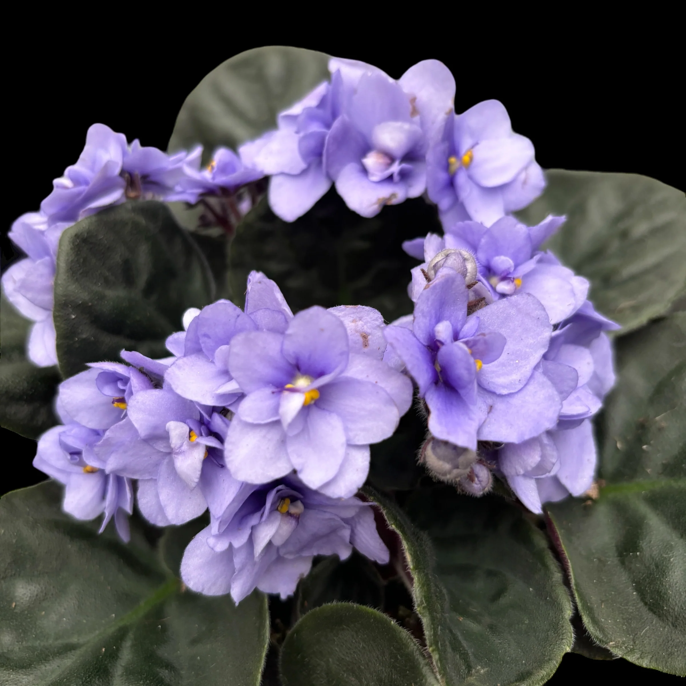 Saintpaulia Wave Lila – violete cu flori duble
