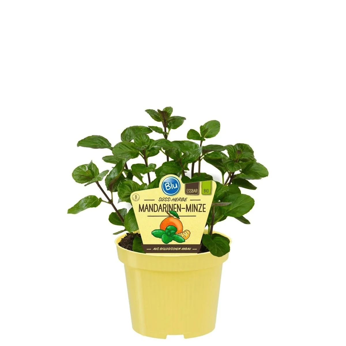 Menta cu aroma de mandarine – Mentha piperita 'Mandarin’ (cultura biologica)