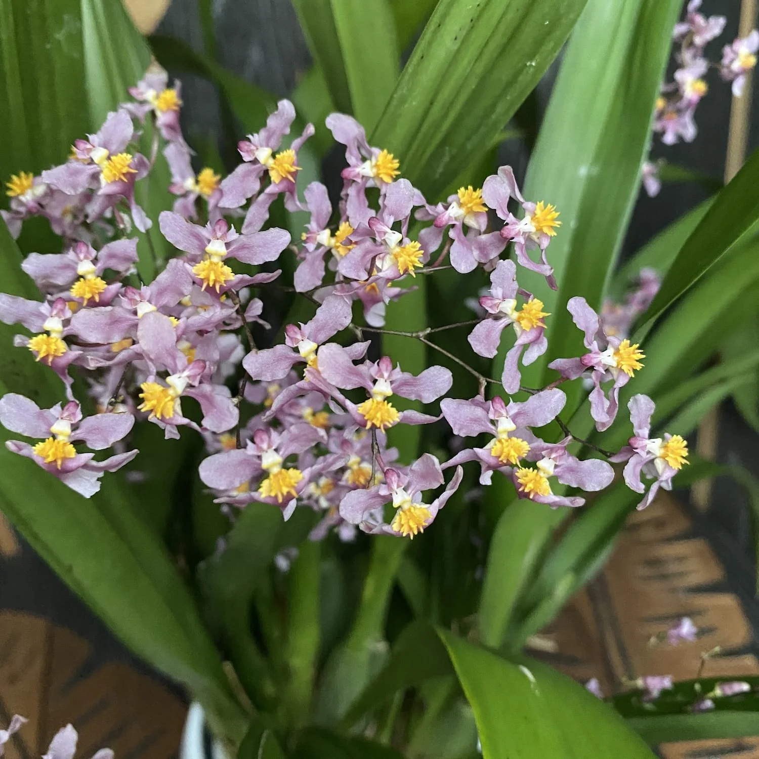 Oncidium Ornithorhynchum (aroma de vanilie) – exemplare bogate