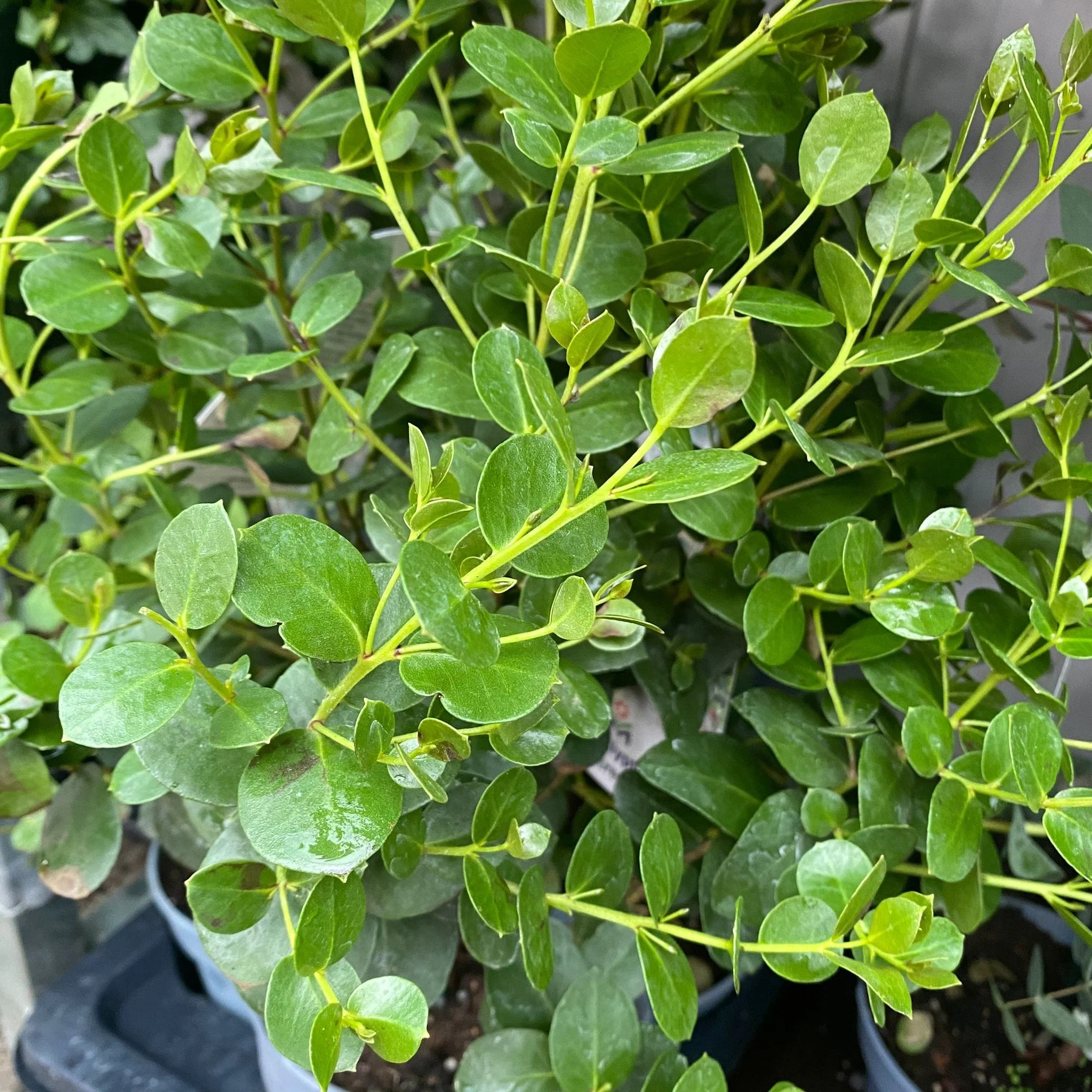 Eucalipt – Eucalyptus subcrenulata (Alpine Yellow Gum)