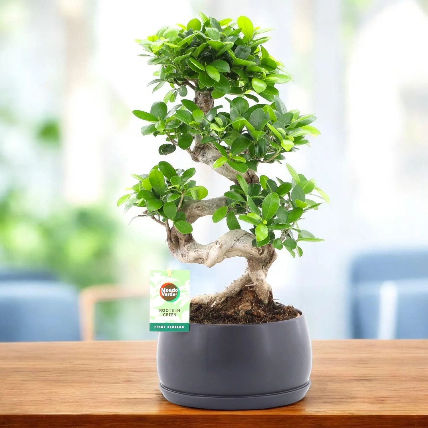 Bonsai Ficus Ginseng 60 cm in forma de S – bonsai cu trunchi spectaculos