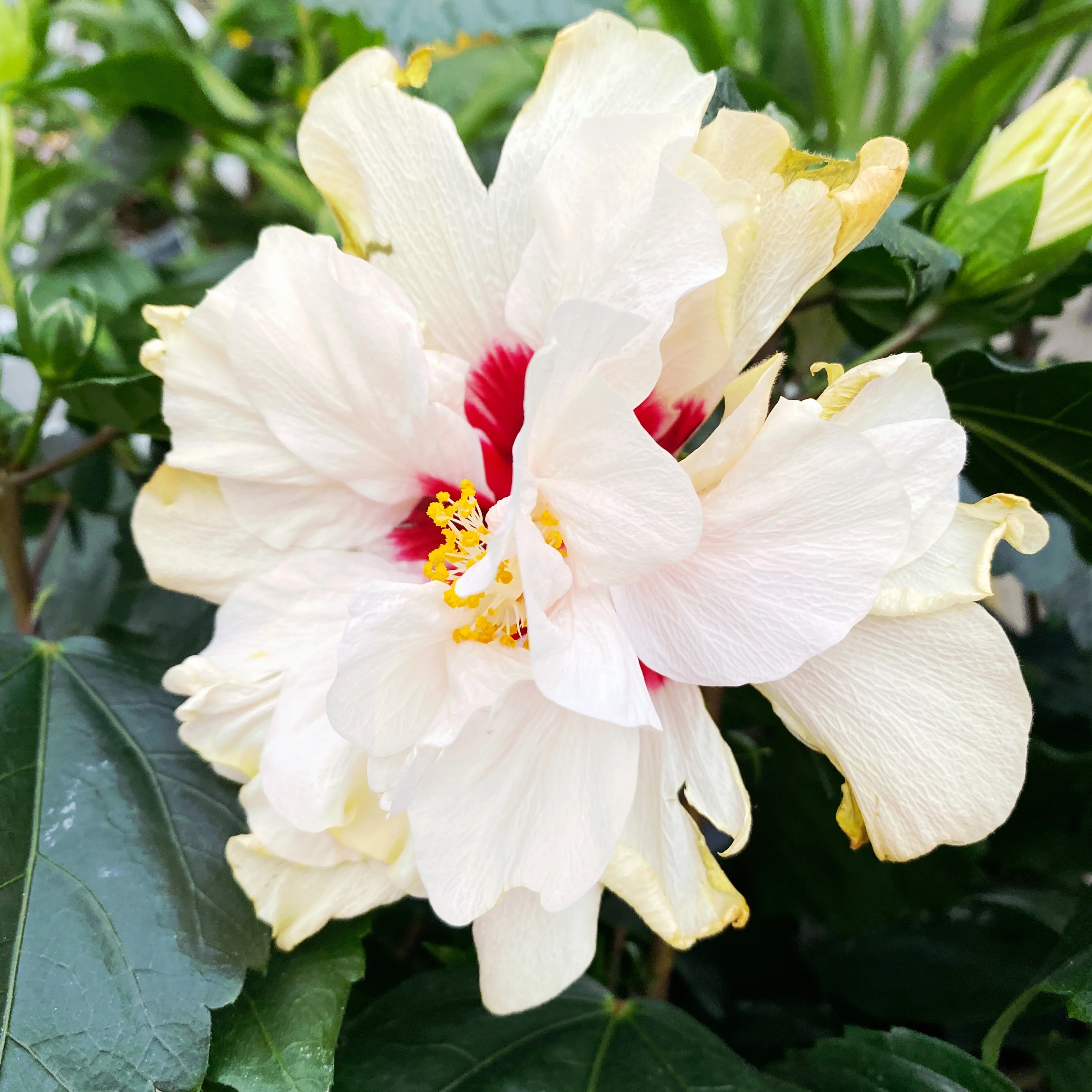 Hibiscus Adonicus 'Double White’- flori duble XL (2-3 plante/ghiveci)