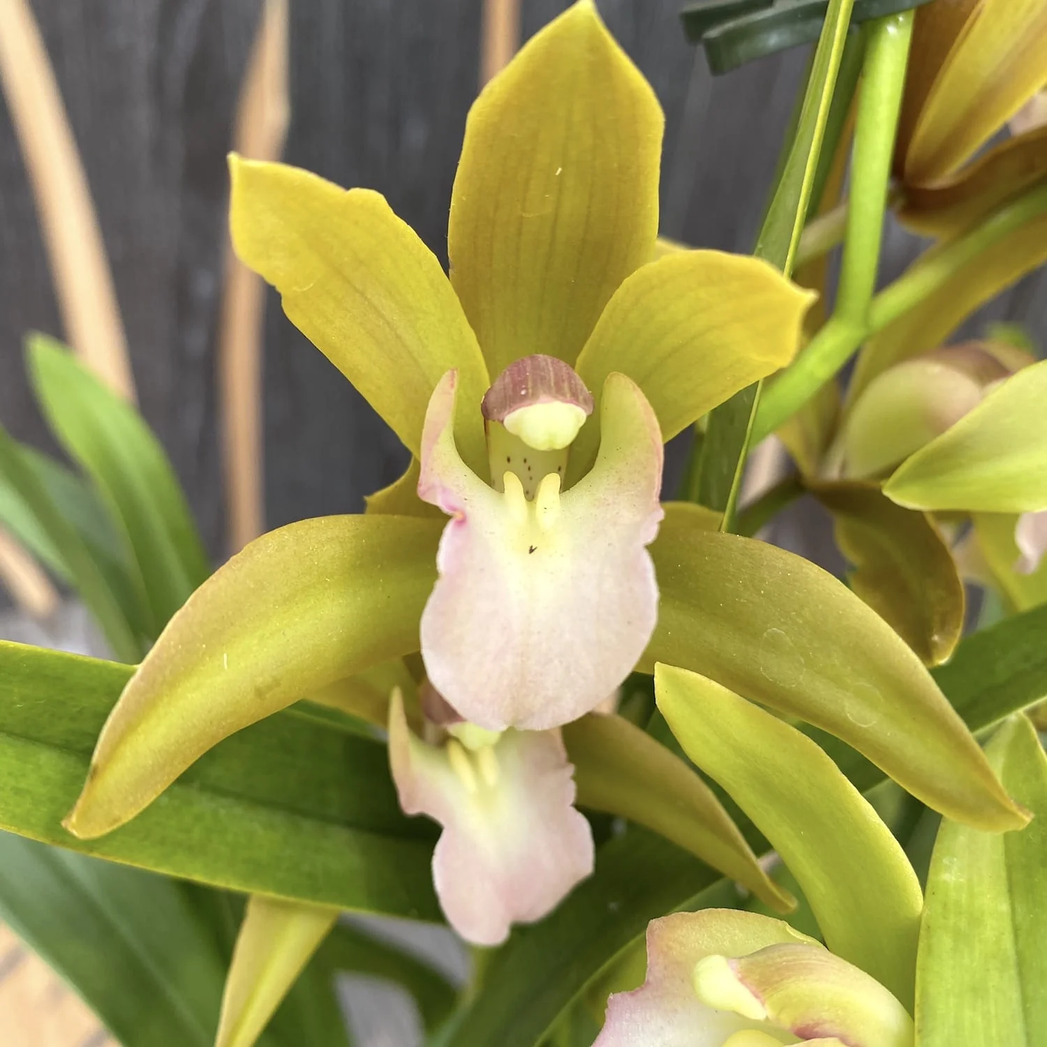 Cymbidium Tiger Tail 'Fairy Dance’ – parfumat