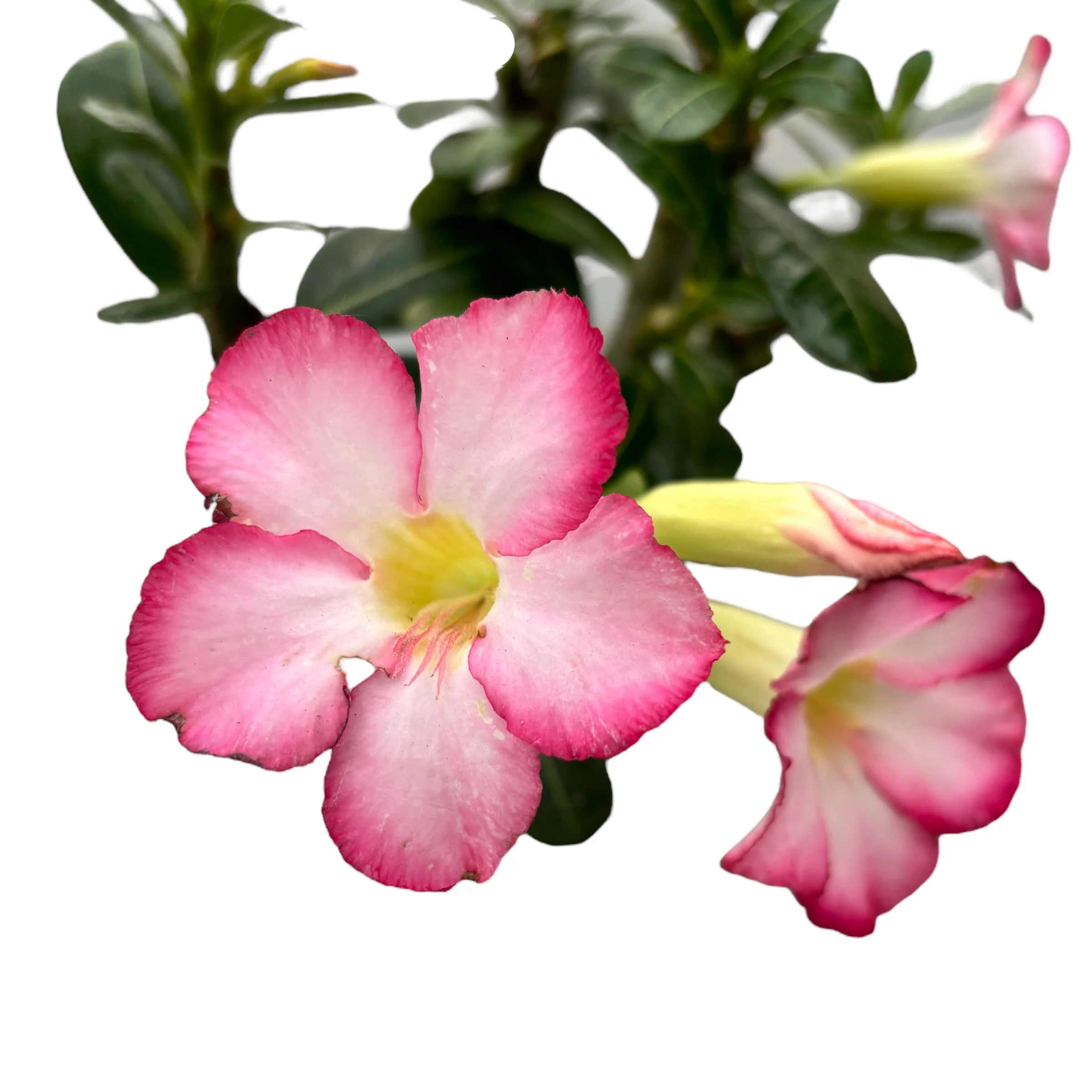Adenium obesum 'Pink Star’ (trandafirul desertului) D9