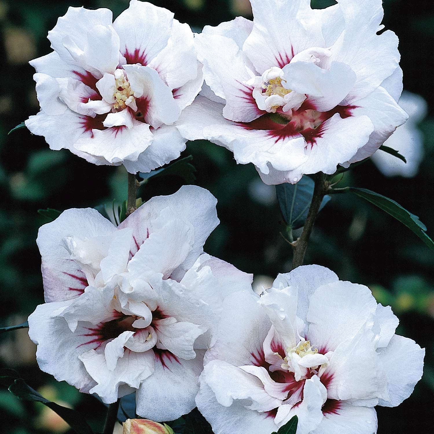 Hibiscus syriacus 'Speciosus’ – de gradina, flori duble bicolore