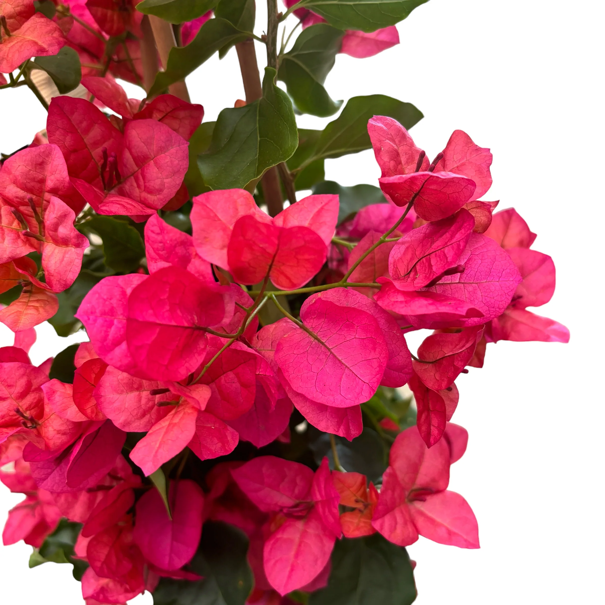 Bougainvillea 'Red’ – floarea de hartie rosie – ciclam (2 plante/ghiveci)