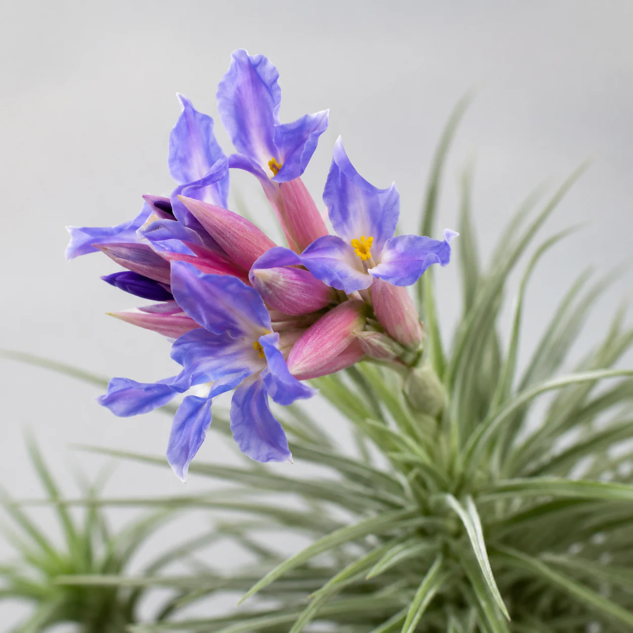 Tillandsia bergeri – planta aeriana cu flori albastre