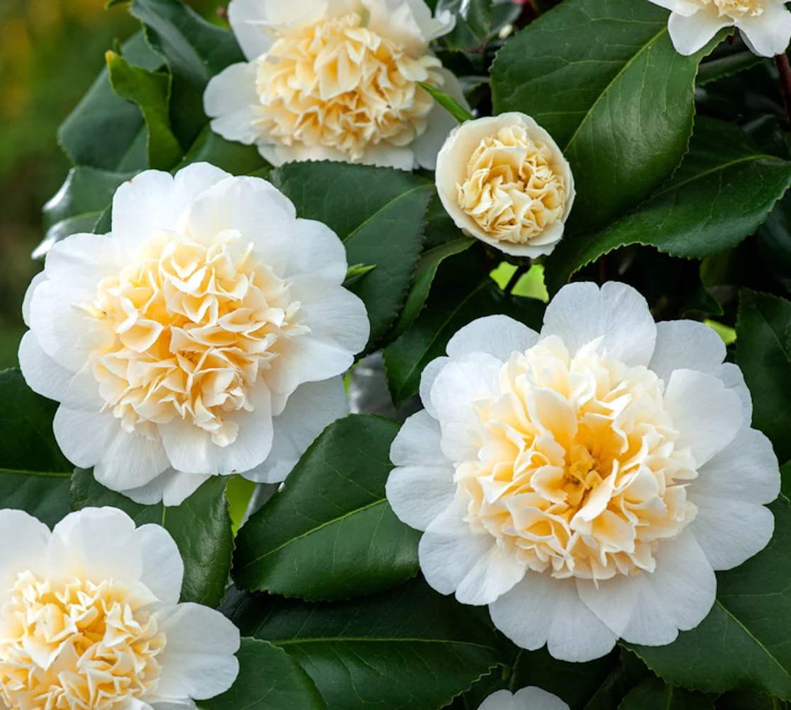 Camellia japonica 'Brushfield’s Yellow’ – rezistenta la inghet