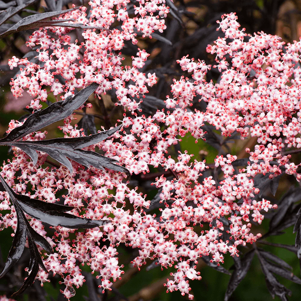 Sambucus nigra 'Black Lace’ – soc negru cu frunzis purpuriu si flori roz