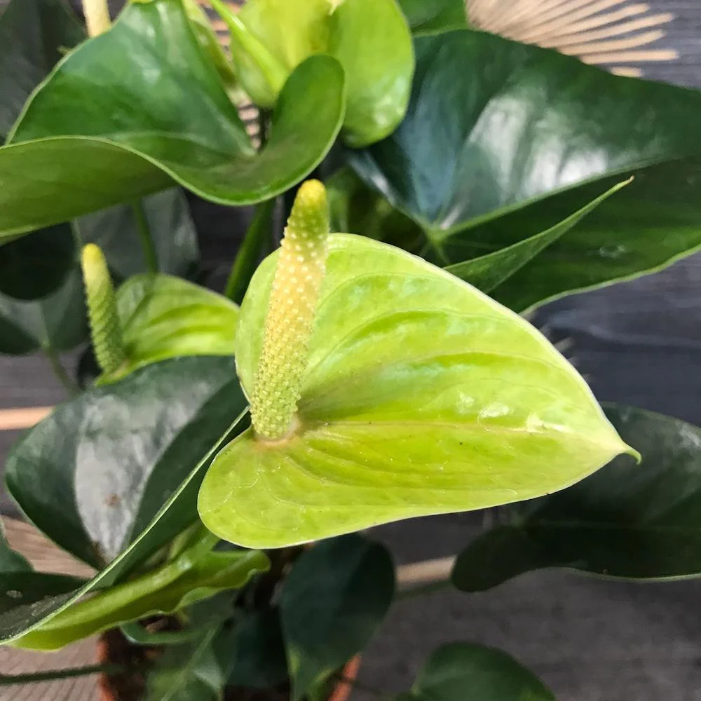 Anthurium verde Princess Alexia Jade