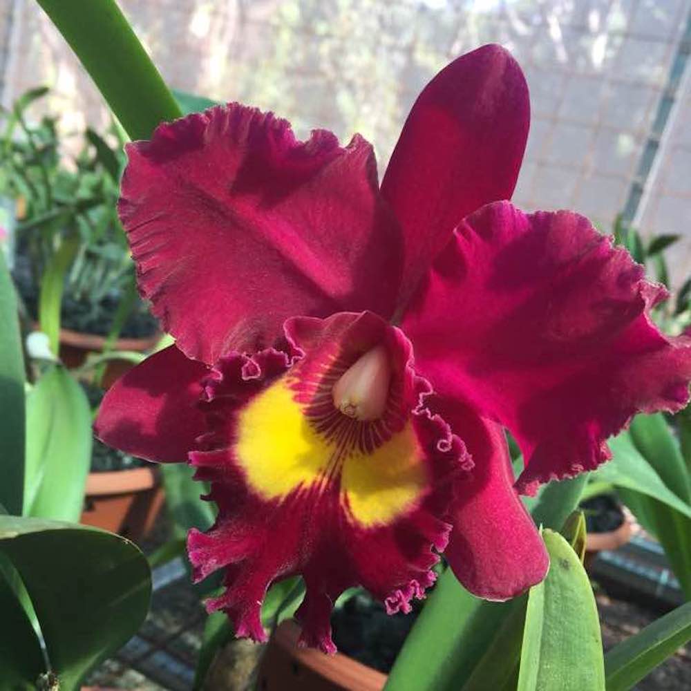 Rlc. Sanyung Ruby 'Grand Dragon’ AM/AOS