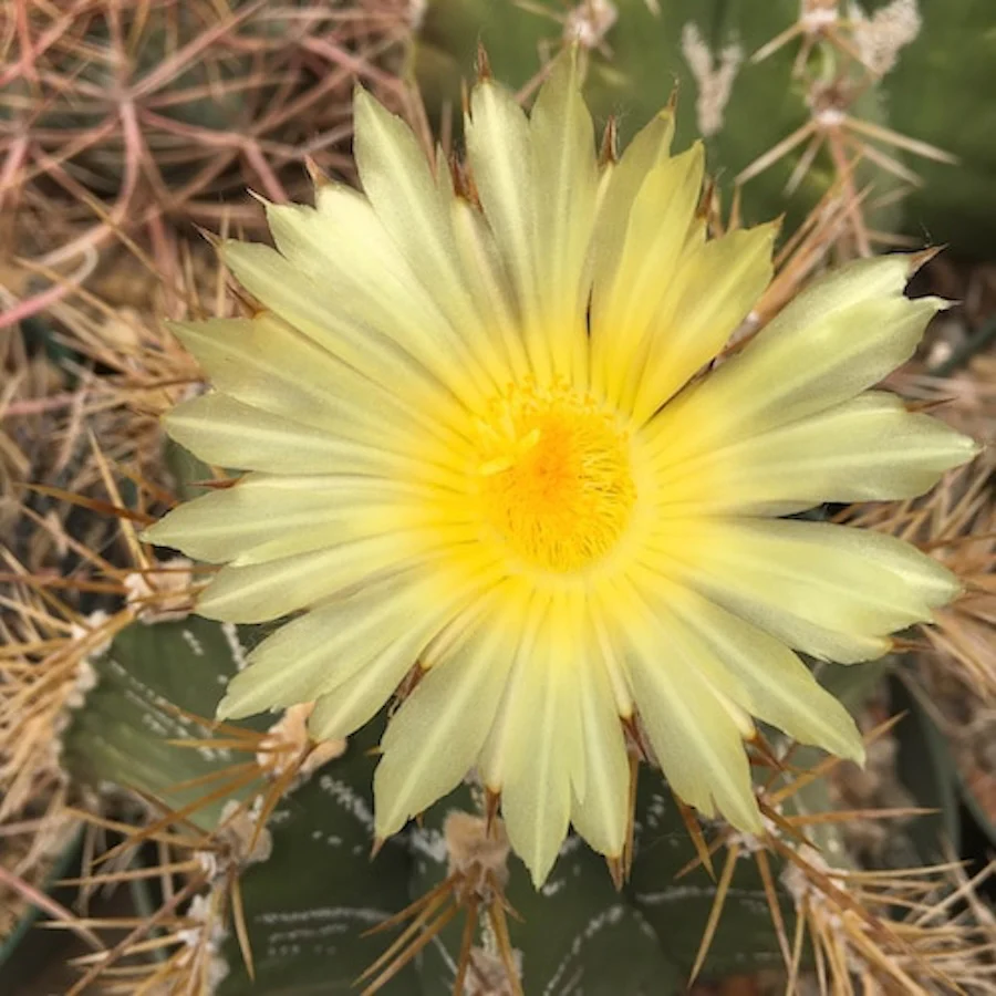 Astrophytum ornatum D5