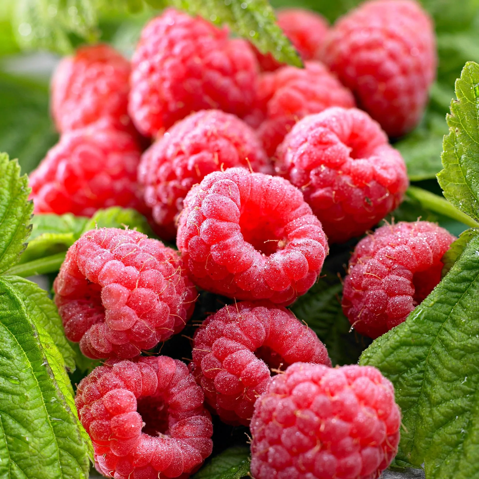 Zmeur cu 2 productii – Rubus Idaeus TwoTimer 'Sugana Red’ (crescut 100% biologic)