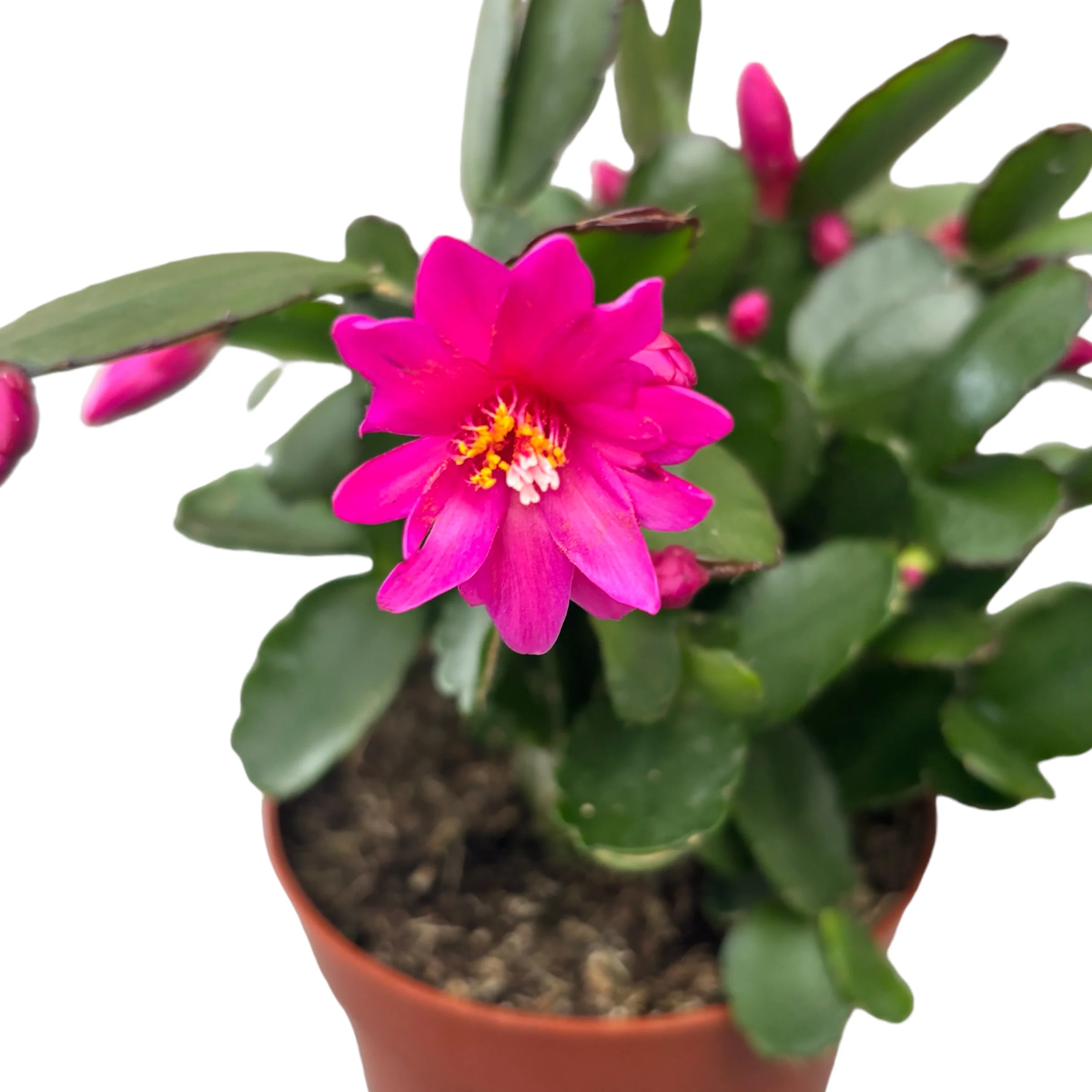Rhipsalidopsis ‘Purple Fire’ 2pp