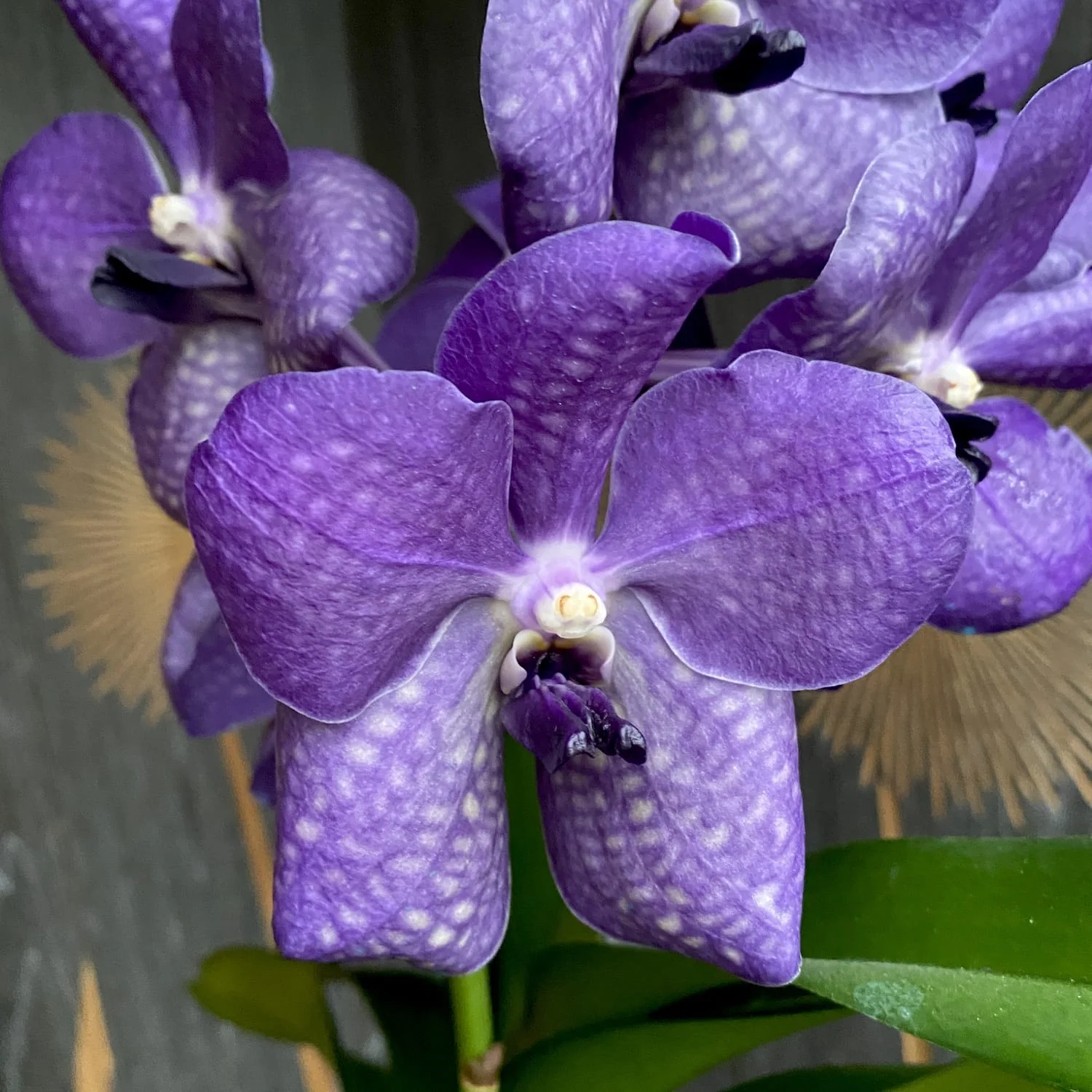 Vanda Purple no ID (Ansu #37)