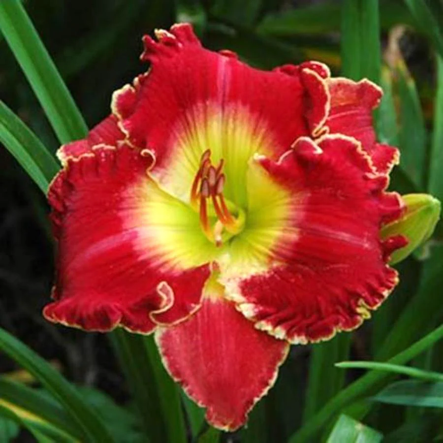 Hemerocallis ‘Crown Fire’ (crin de o zi) – contrast intens in nuante de rosu si galben