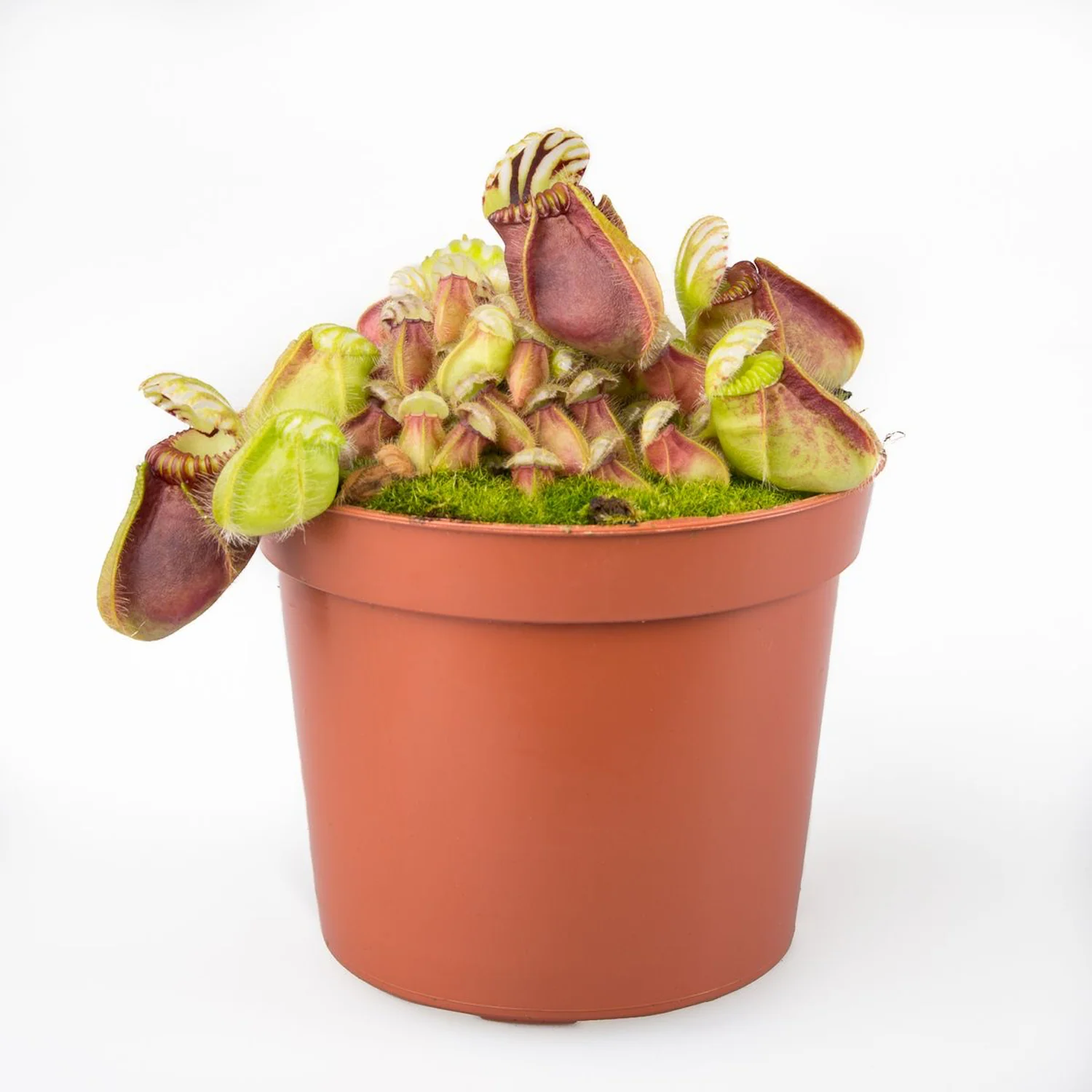 Cephalotus follicularis – planta carnivora