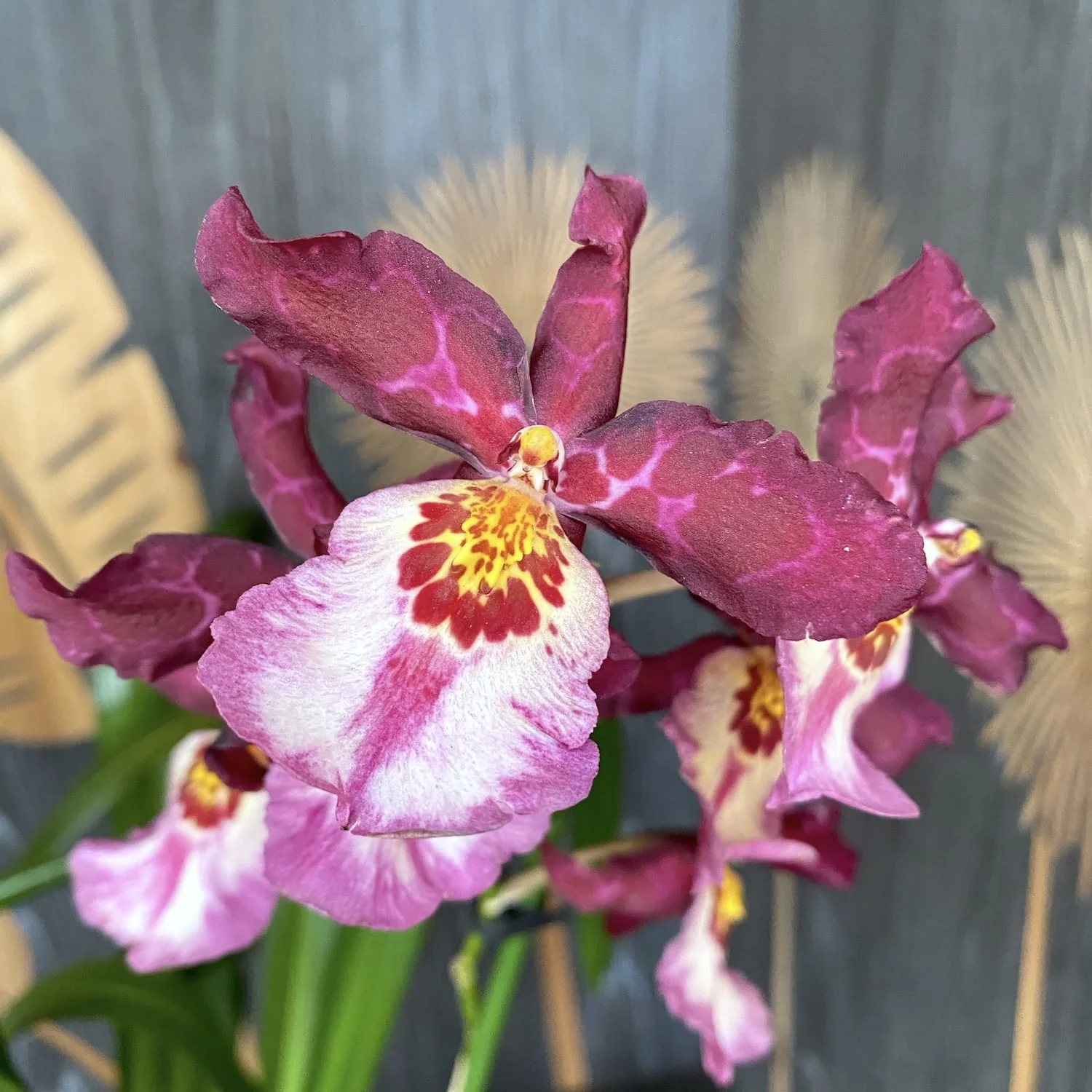 Cambria no ID
