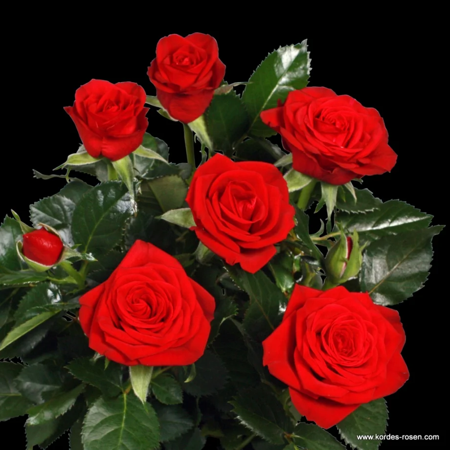 Trandafiri pitici Rosa ‘Red Mercedes’ (Kordana Grande) – flori mari rosii