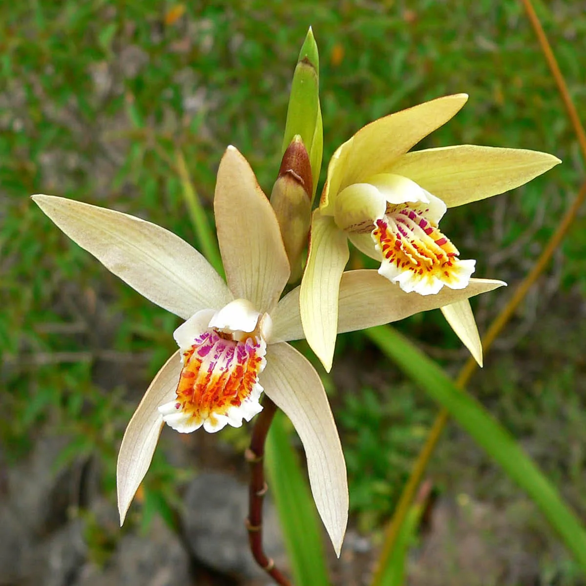 Bletilla ochracea – Orhidee de gradina