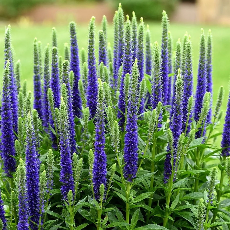 Veronica spicata ‘Ulster Dwarf Blue’ – veronica pitica cu flori albastre, pentru gradina