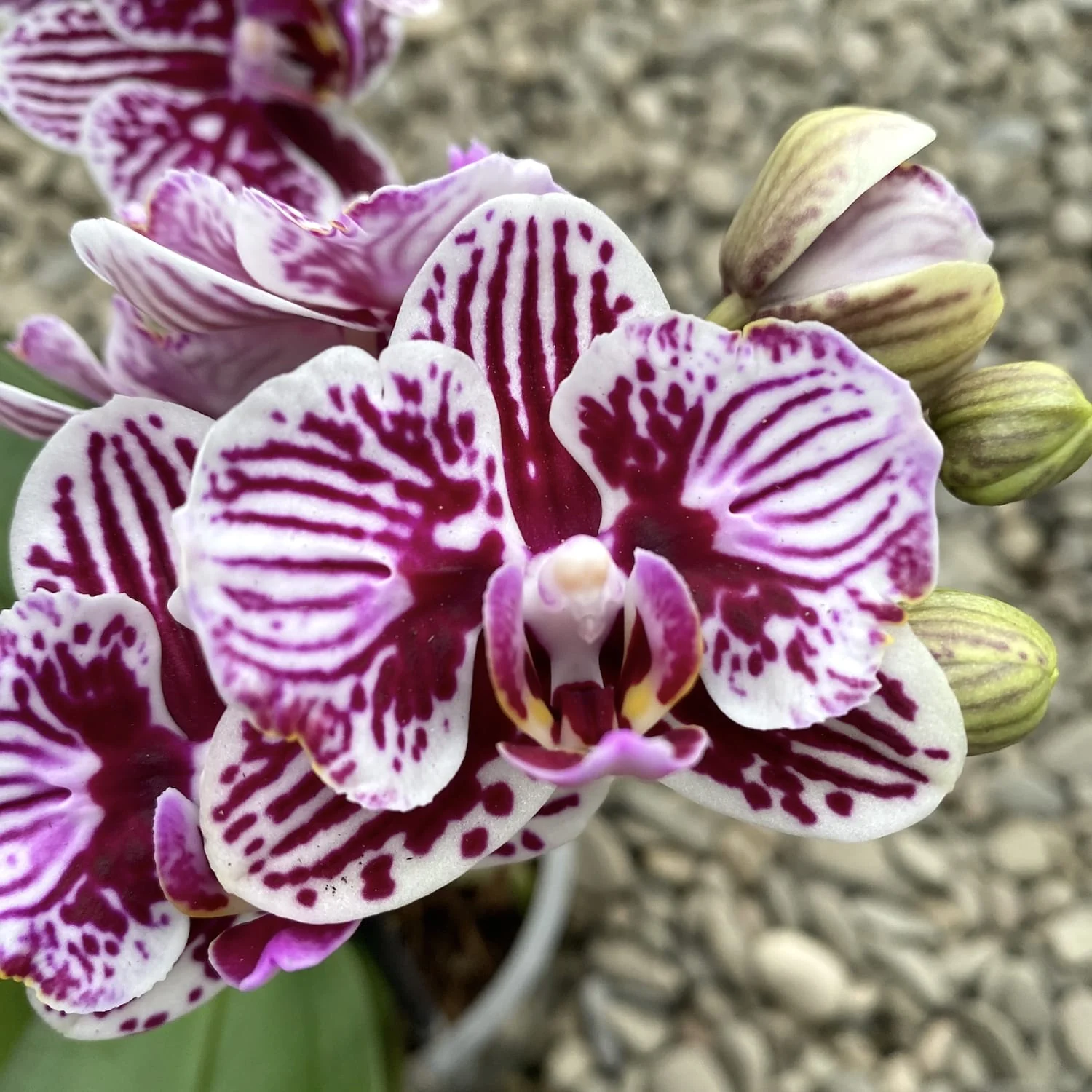 Phalaenopsis Taida Little Zebra flori pelorice