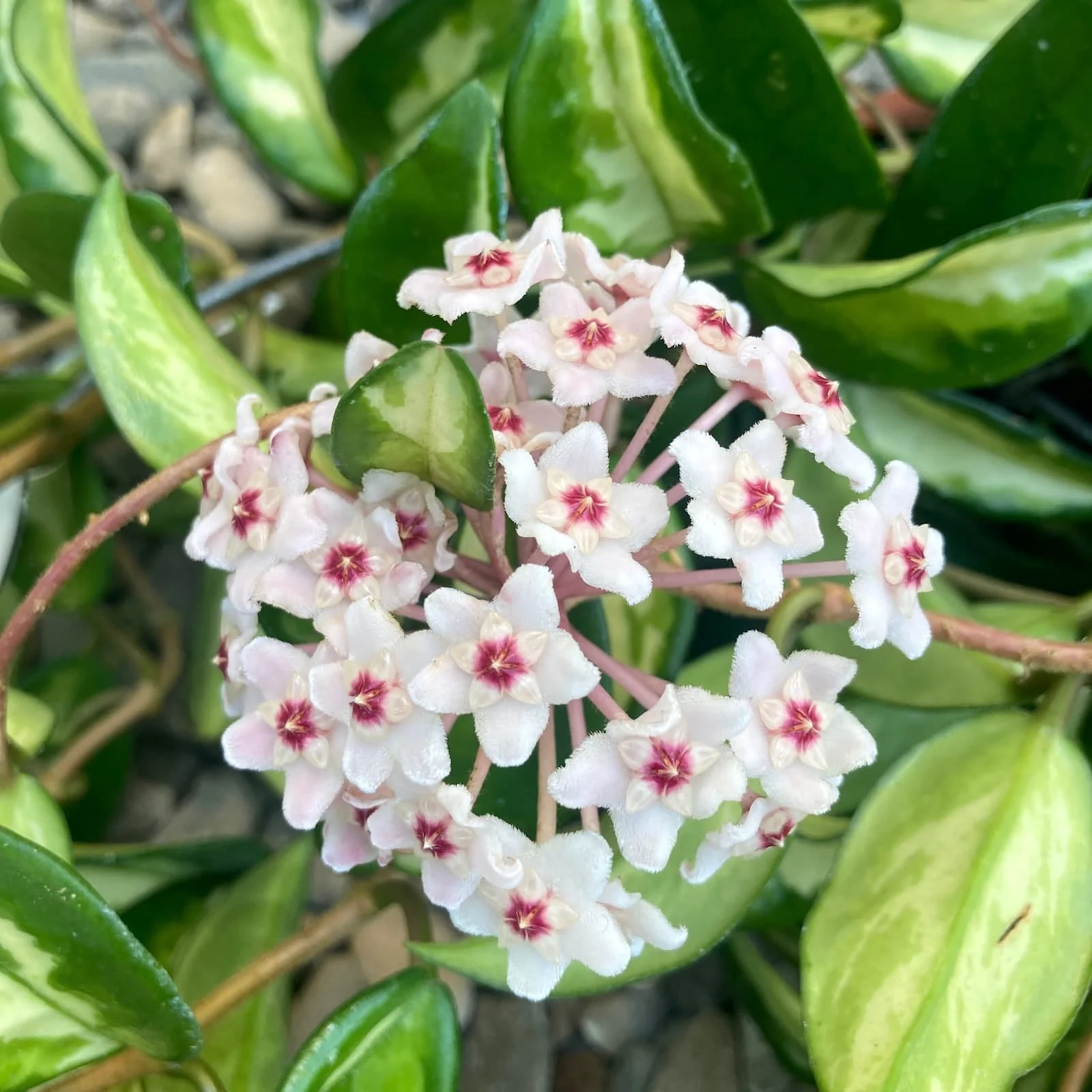 Hoya carnosa 'Tricolor’ (Krimson Princess) – D19cm, minim 5-6 plante/ghiveci