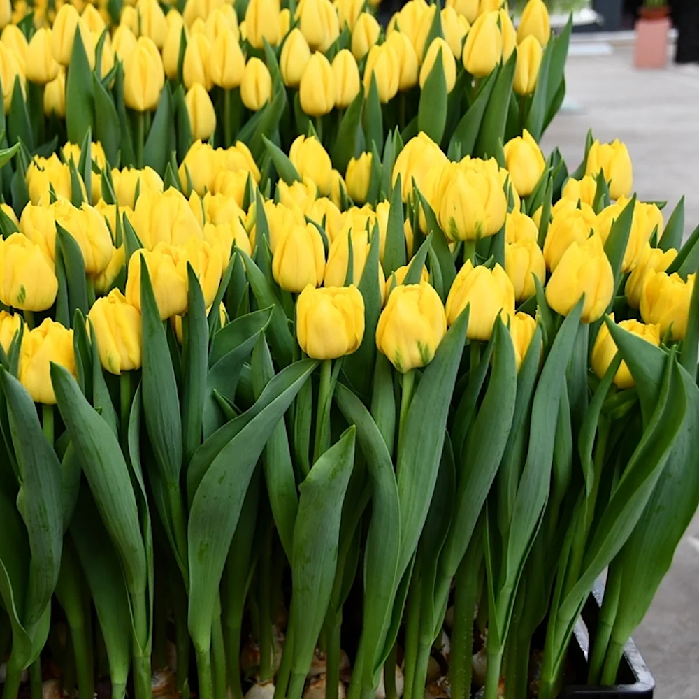 Lalele duble galbene – Tulipa 'Nikon’