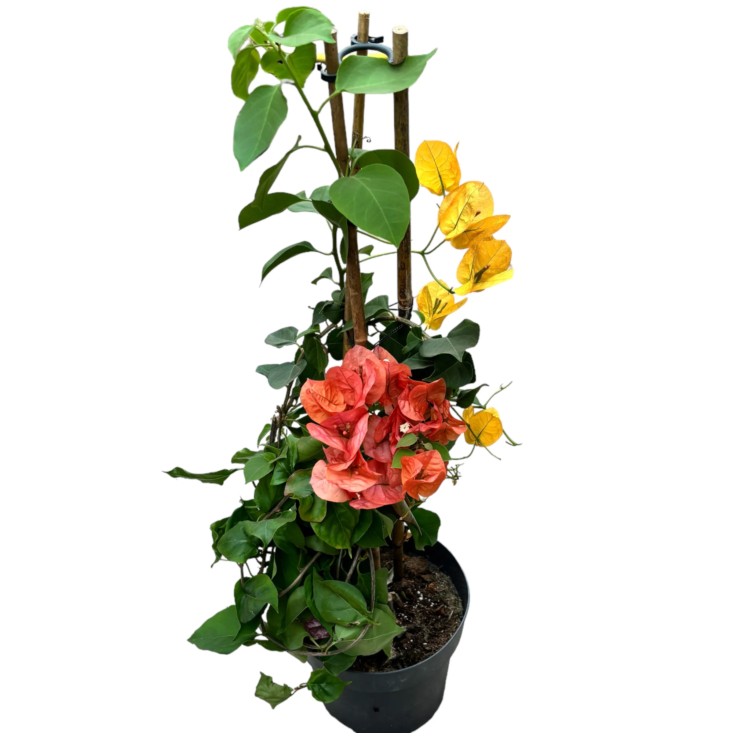 Bougainvillea – floarea de hartie galben & portocaliu D15 (2 culori/ghiveci)