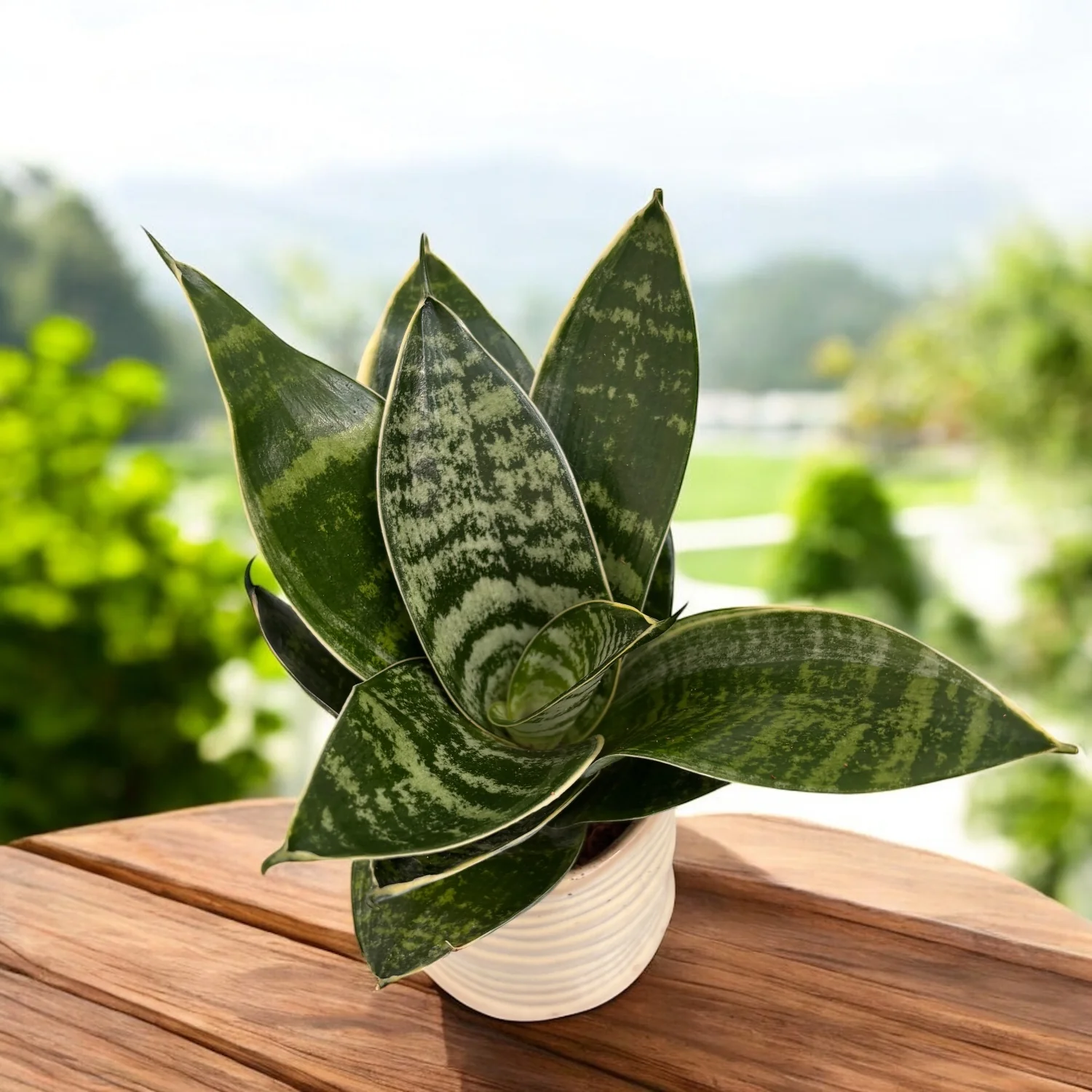 Sansevieria Hahnii 'Silver Star’ D6