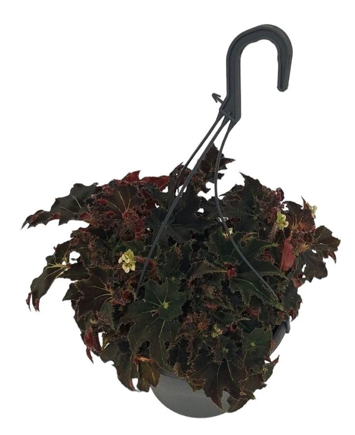 Begonia 'Evy’ D19