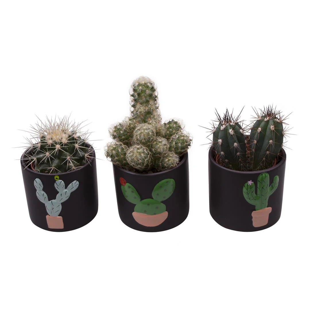Vas ceramic Cactus D6