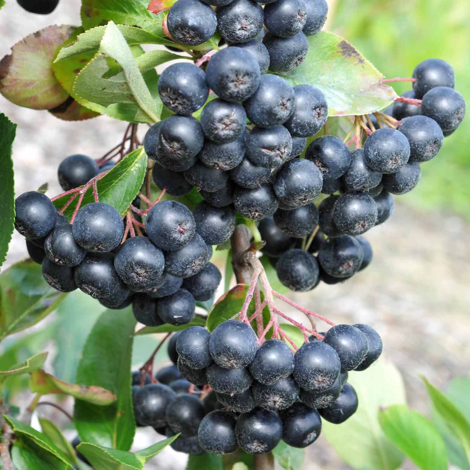 Aronia x prunifolia 'Nero’