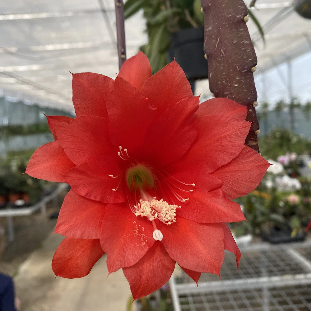 Epiphyllum rosu (Red Orchid Cactus) D14