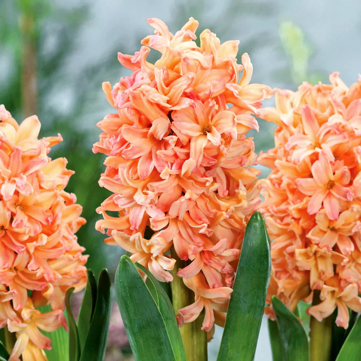 Zambile portocalii D12 – Hyacinthus orientalis 'Gipsy Queen’ 3 bulbi/ghiveci