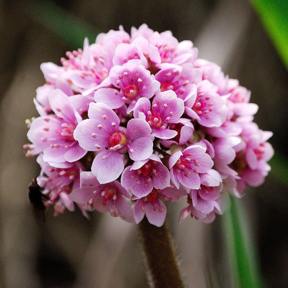 Darmera peltata *de gradina