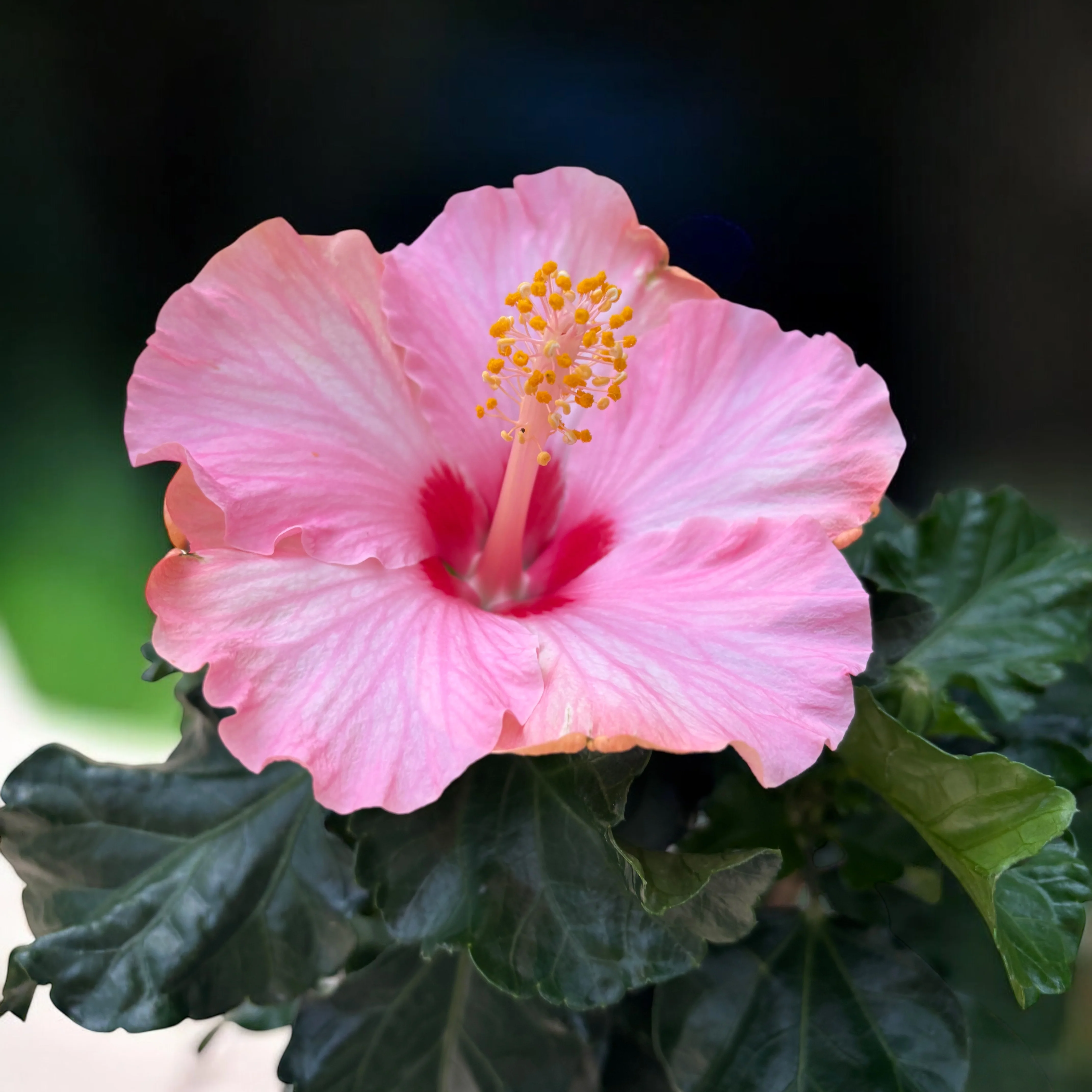 Hibiscus rosa-sinensis 'Jersey’ (trandafir japonez cu flori mari roz)
