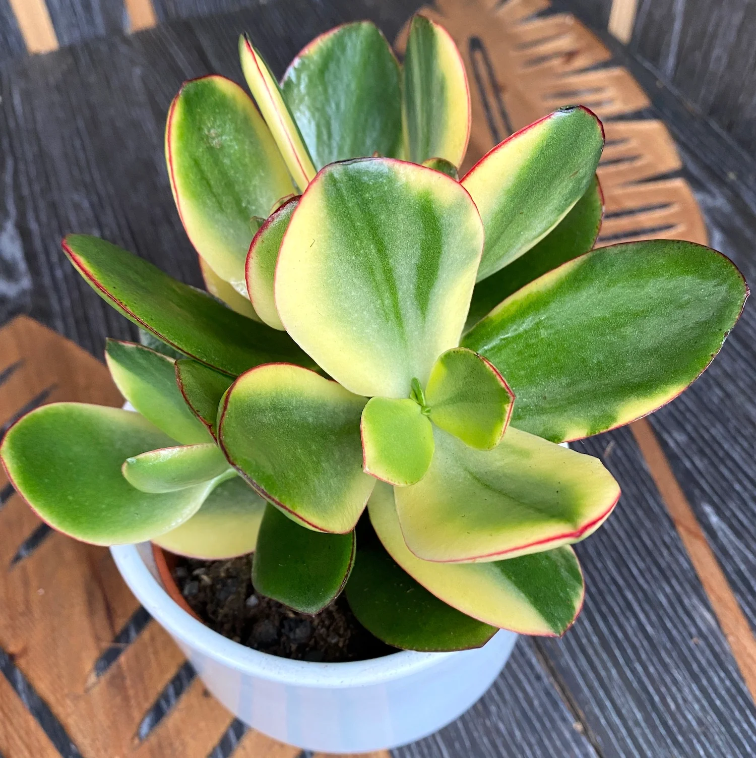 Crassula ovata 'Variegata’ (Variegated Jade Plant)