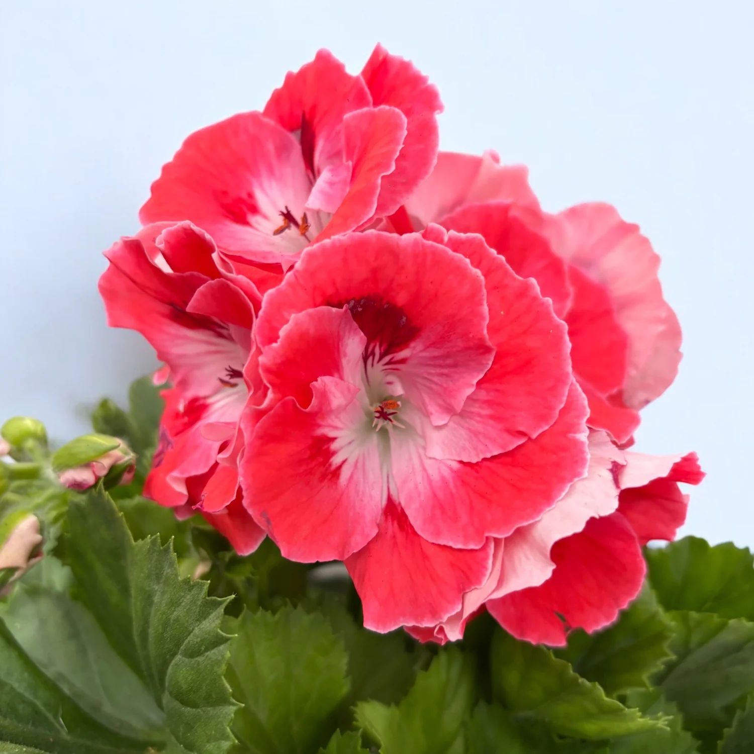 Pelargonium grandiflorum ‘Mandarin’ – Muscate englezesti