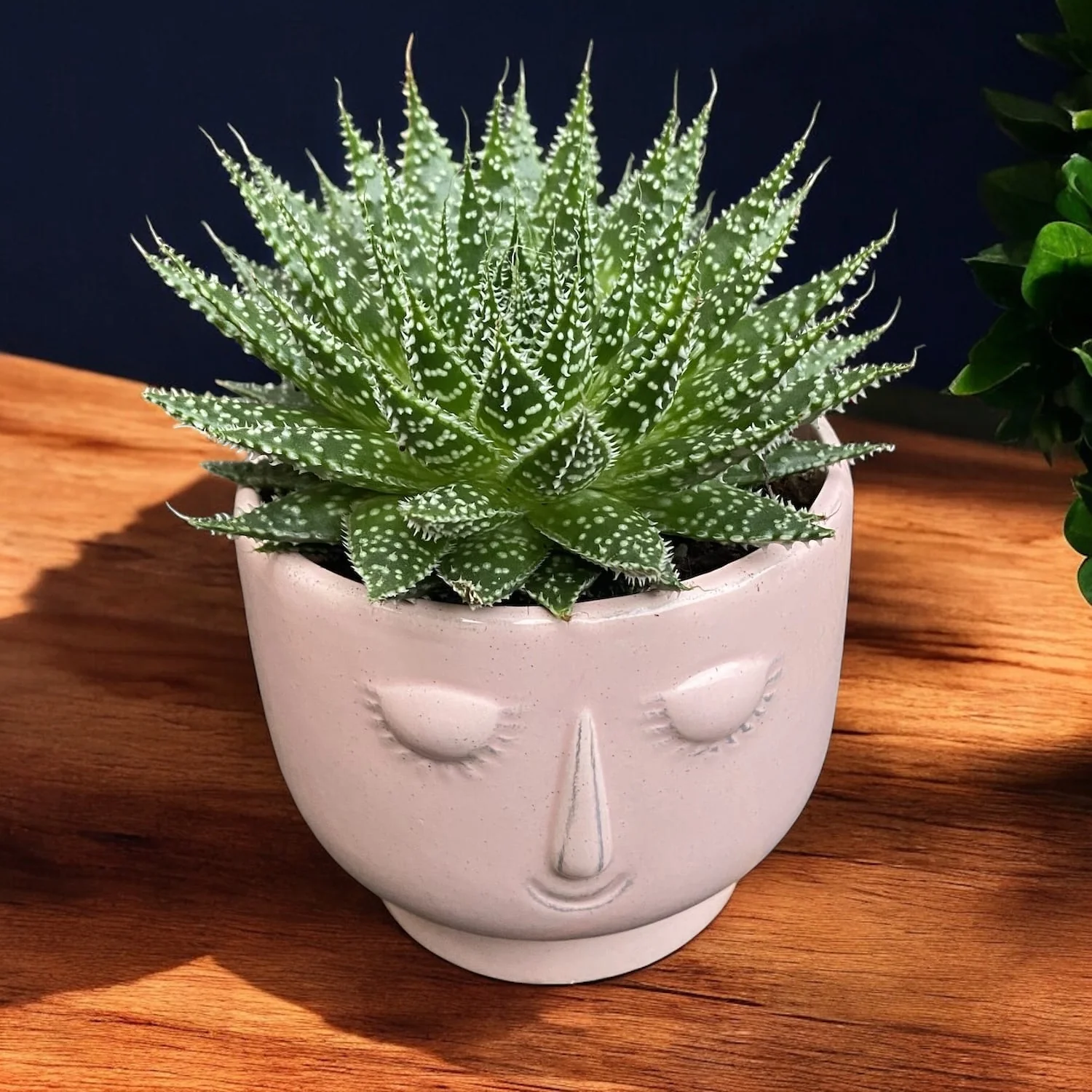 Aloe 'Zambezi’