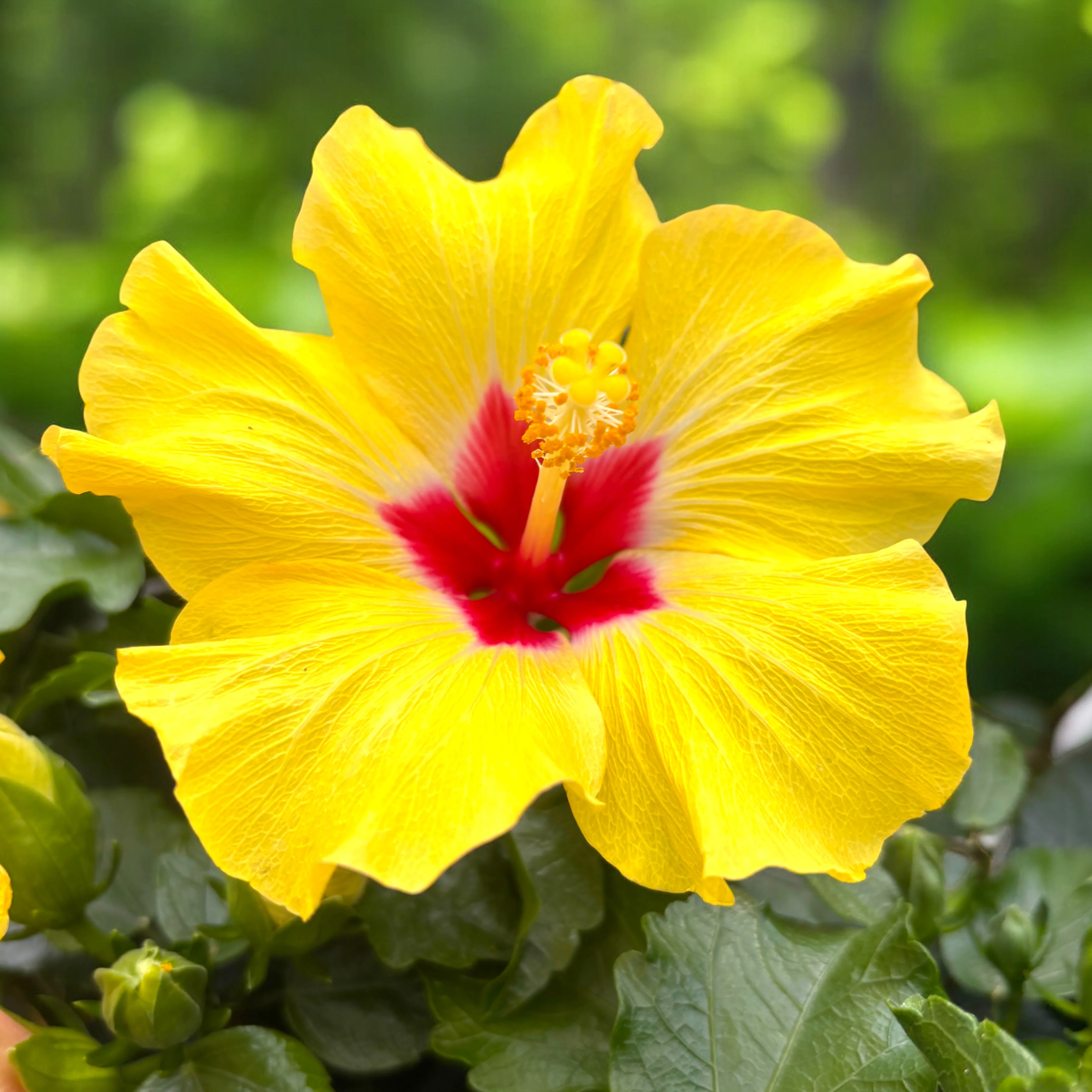 Hibiscus 'Adonicus Yellow’- flori XL
