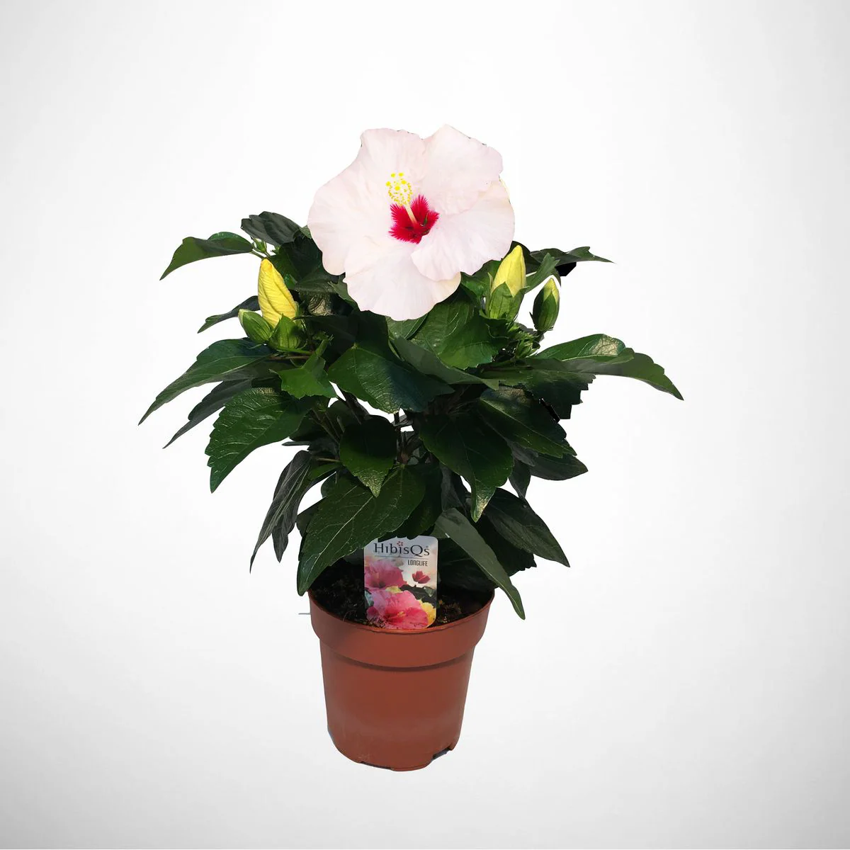 Hibiscus 'Adonicus Pearl’- flori XL (2 plante/ghi
