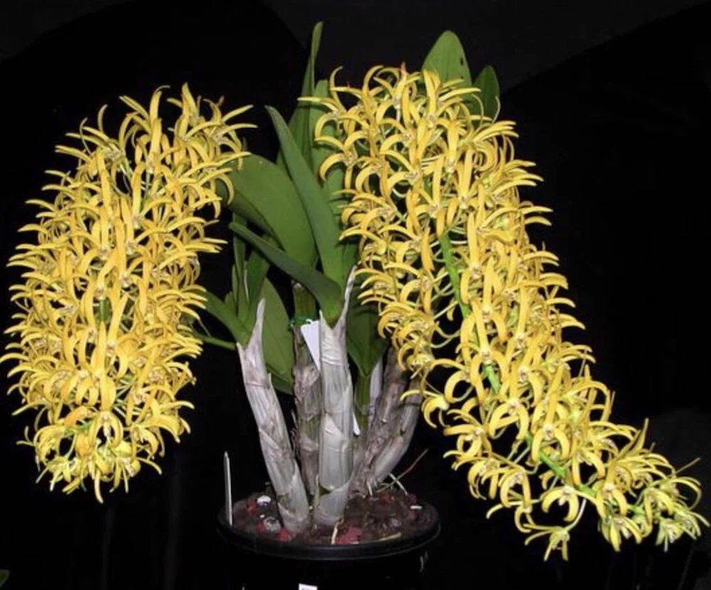 Dendrobium speciosum 'Golden Rain’ – flori parfumate