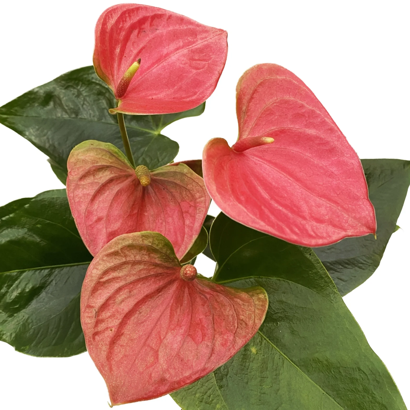Anthurium 'Sweet Dream’ D9