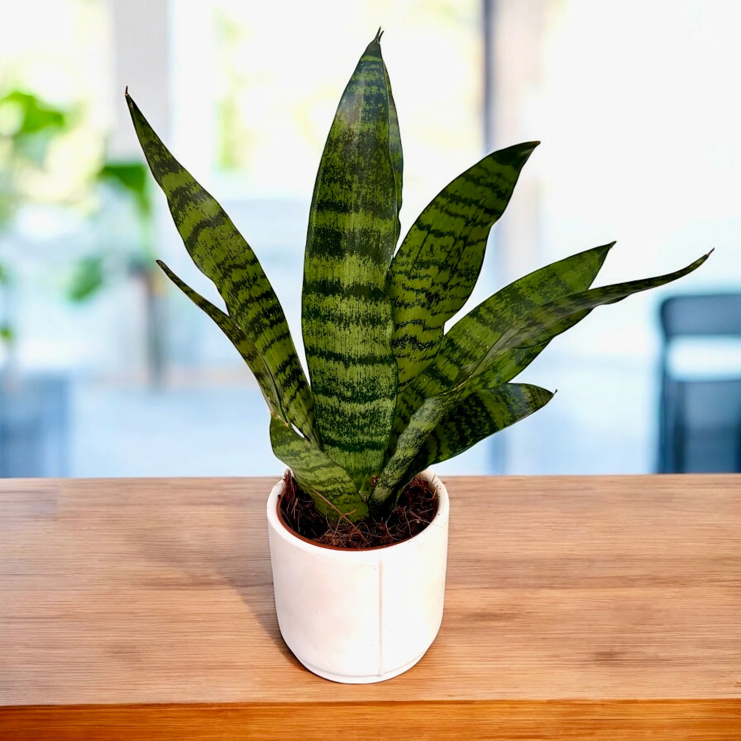 Sansevieria 'Black Coral’