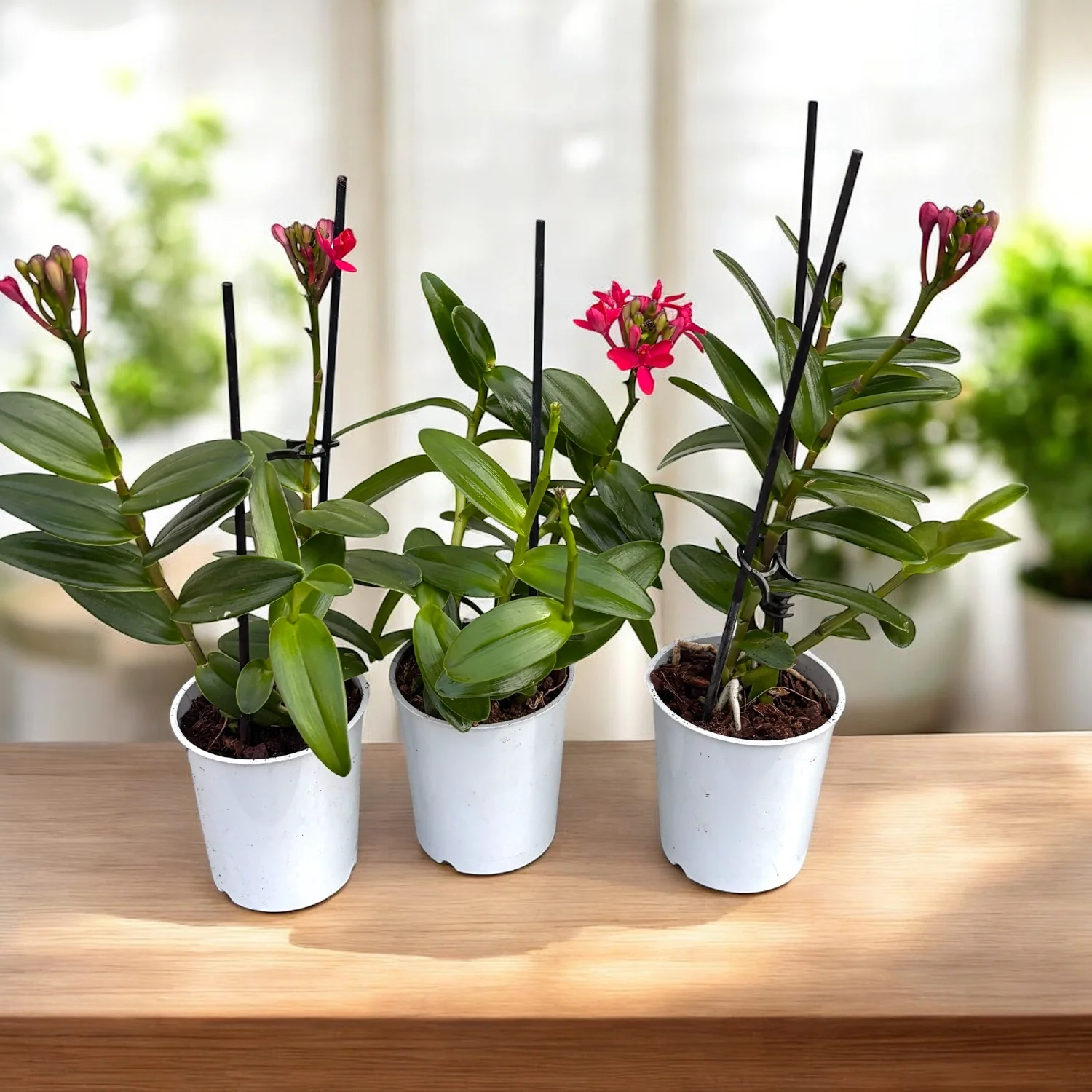 Epidendrum radicans 'Red’