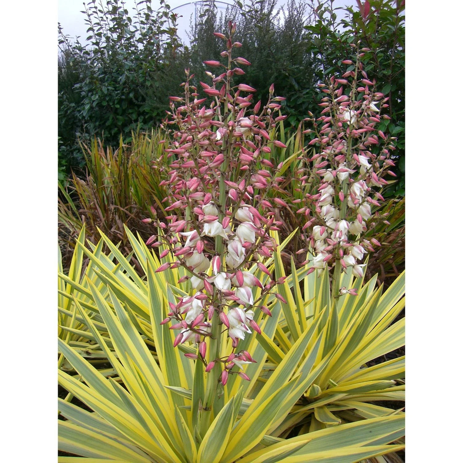 Yucca gloriosa variegata 'Bright Star’ (de gradina)