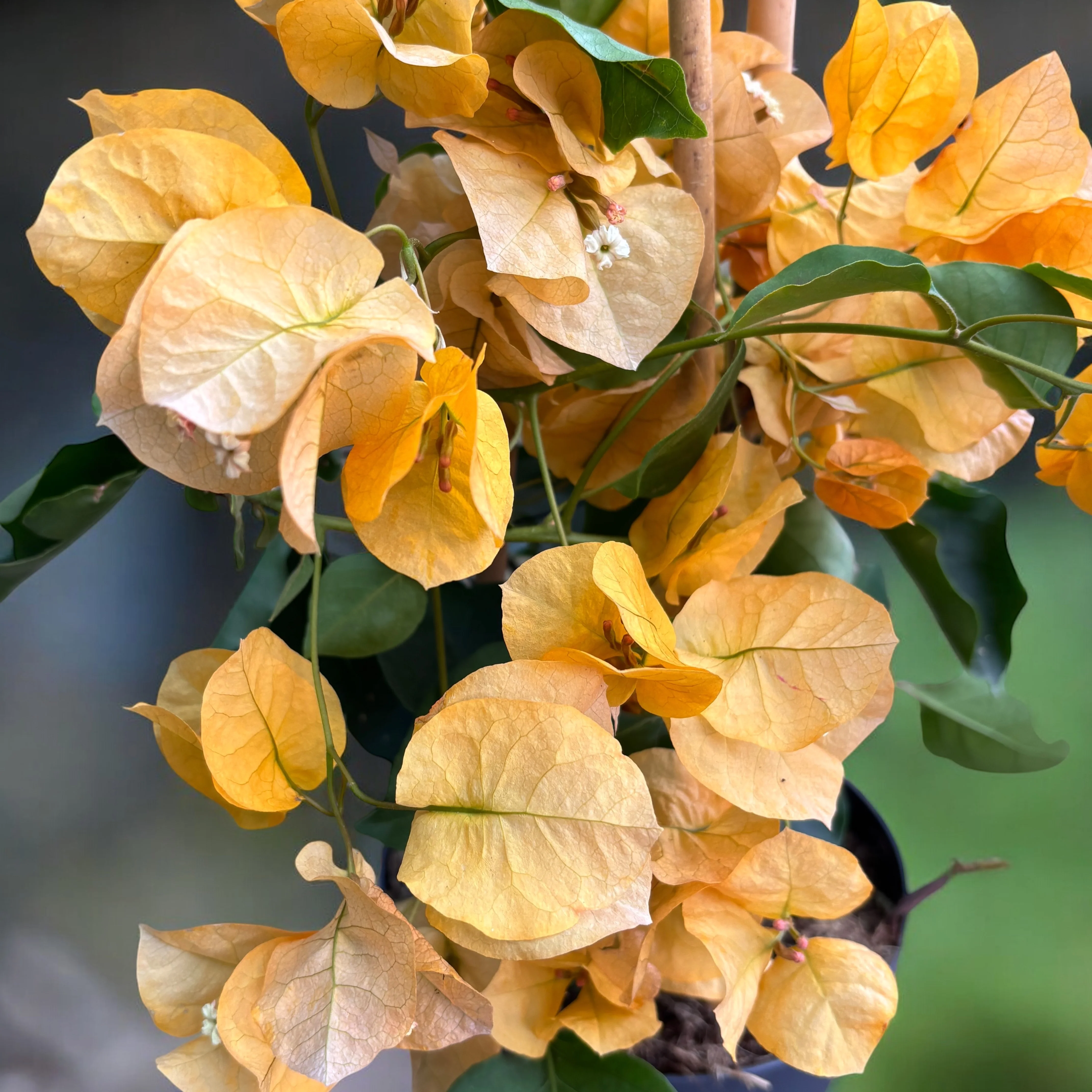 Bougainvillea 'Yellow’ – Floarea de hartie galben – auriu